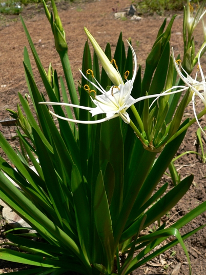 {Hymenocallis liriosme}